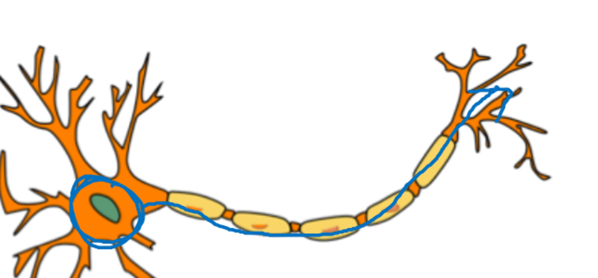 Illustration of a biological neuron: dendrites, cell body with nucleus, and a myelinated axon ending in terminals